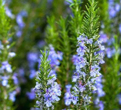 Rosemary