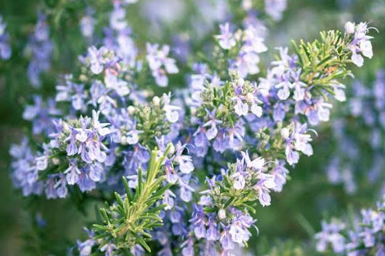 Rosemary