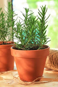 Rosemary