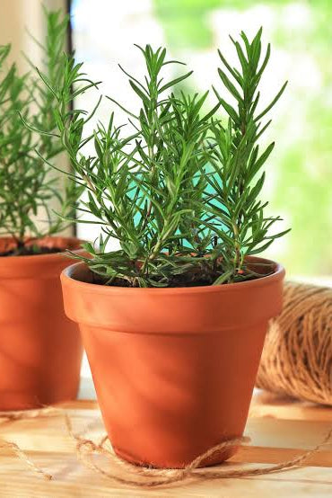 Rosemary