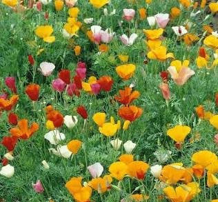 California Poppy Seed Bomb