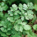 Parsley - Flat Leaf Seed