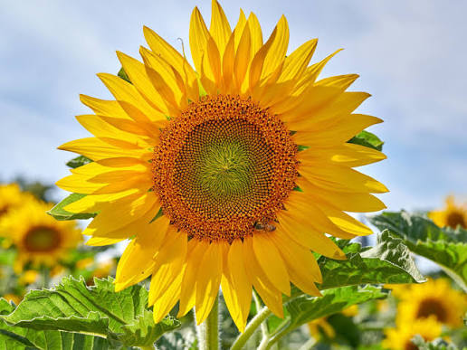 Sunflower Mix Seed Bomb