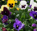 Pansy - Swiss Giant Seed