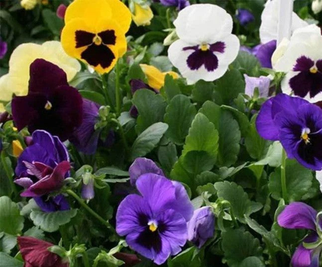 Pansy - Swiss Giant Seed