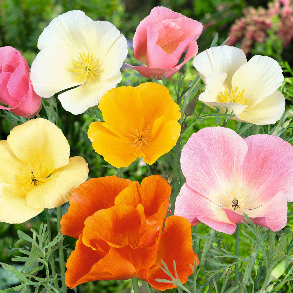 California Poppy Seed Bomb