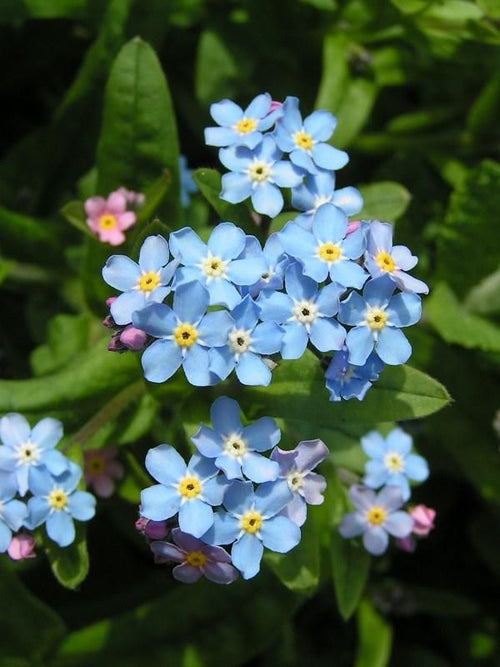 Forget Me Not Seed Bombs