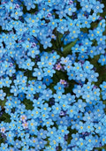 Forget Me Not Seed Bombs
