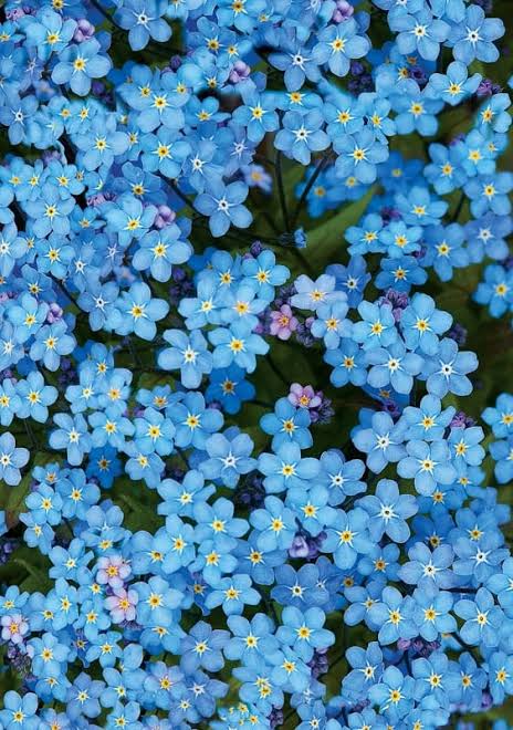 Forget Me Not Seed Bombs