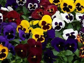 Pansy - Swiss Giant Seed
