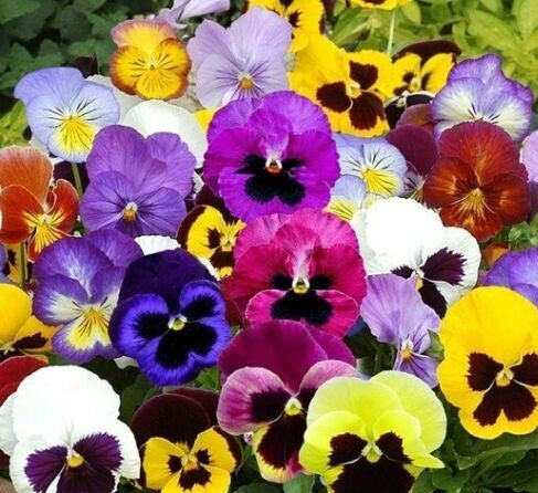 Pansy - Swiss Giant Seed