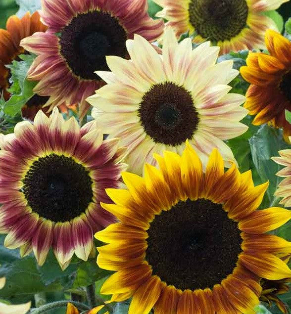 Sunflower Mix Seed Bomb