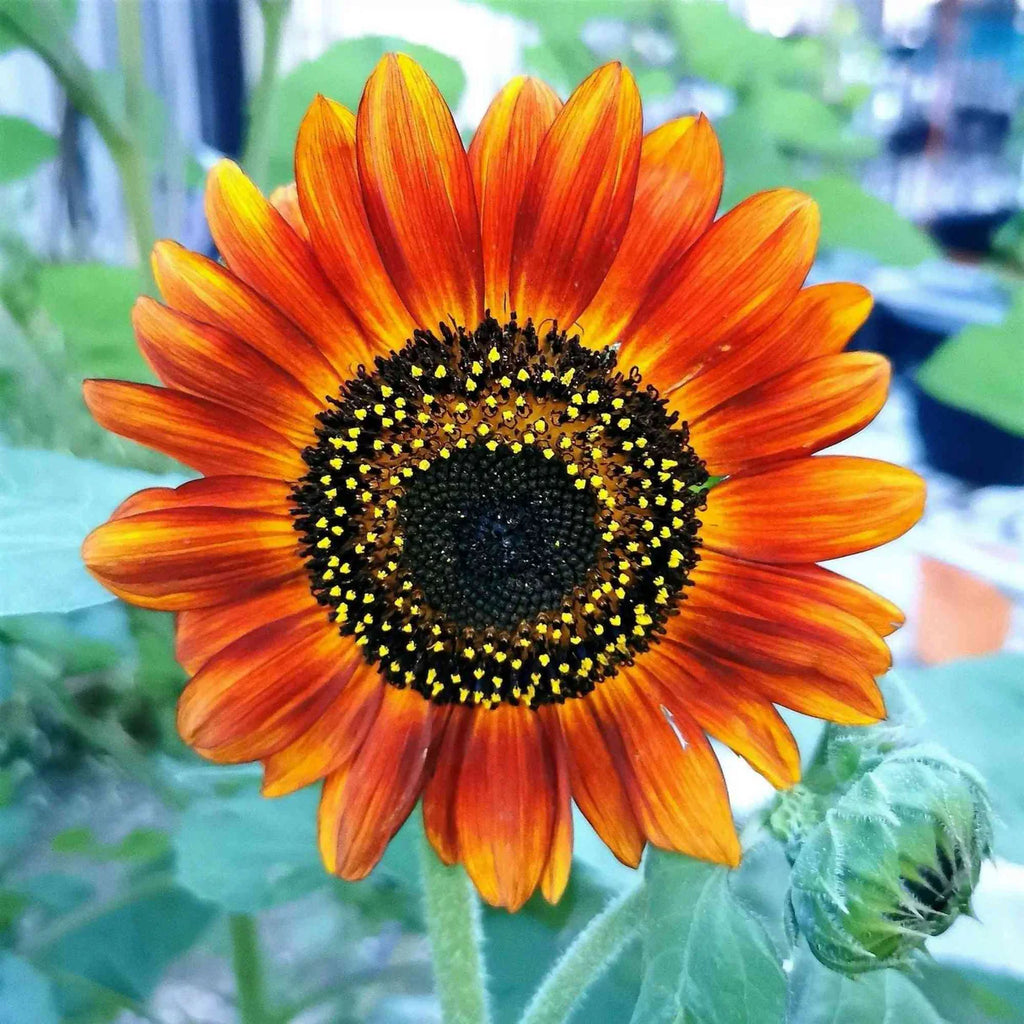 Sunflower Mix Seed Bomb
