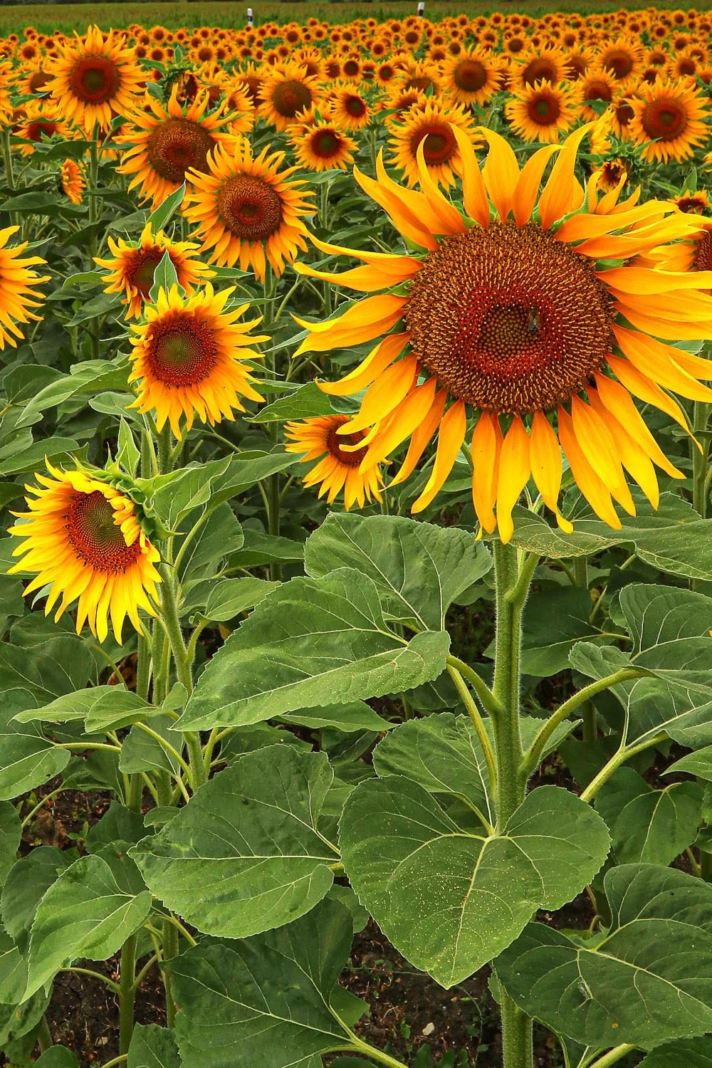 Sunflower Mix Seed Bomb