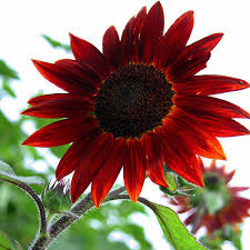 Sunflower Mix Seed Bomb